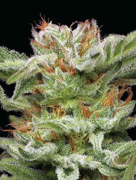 Blueberry Muffin > Humboldt Seed Company | Semillas feminizadas  |  Índica